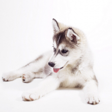 Аватар пользователя Тина Крис